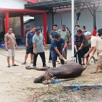 KANTOR CAMAT LOA KULU GELAR PENYEMBELIHAN HEWAN KURBAN