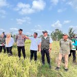 Di Tengah Cuaca Kemarau, Kelompok Tani Segar Bugar A Dusun Loa Gagak Berhasil Gelar Panen Raya