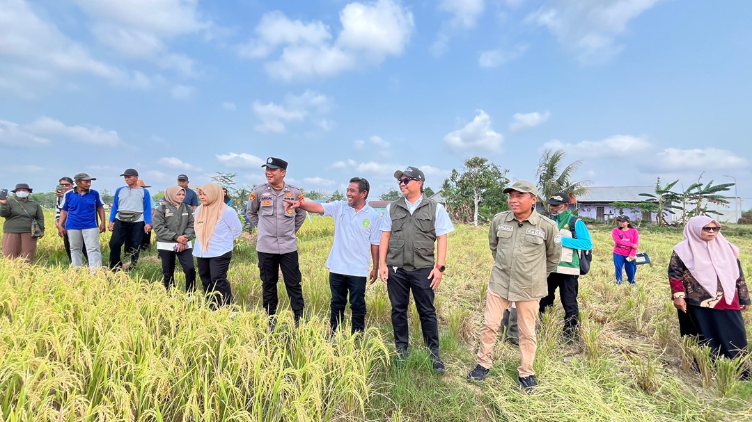Di Tengah Cuaca Kemarau, Kelompok Tani Segar Bugar A Dusun Loa Gagak Berhasil Gelar Panen Raya